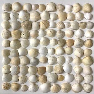 100 Clam Shells 1-1/4” to 1-3/4” Natural Seashells For Decorating Arts Crafts